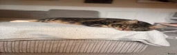 Mixed Breed cats for sale: Kitten for sale  - Advert 4