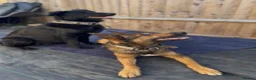 German Shepherd dogs for sale: Healthy German Shepherd Puppies - Advert 5