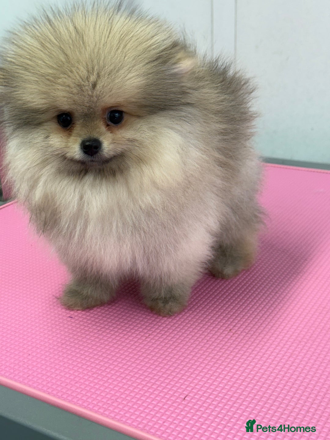 Pomeranian dogs for sale: Stunning Pomeranian Boy ready for walkie  - Image 4