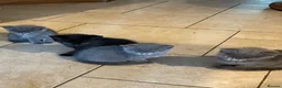 Mixed Breed cats for sale: Grey and Black Kittens - Advert 1