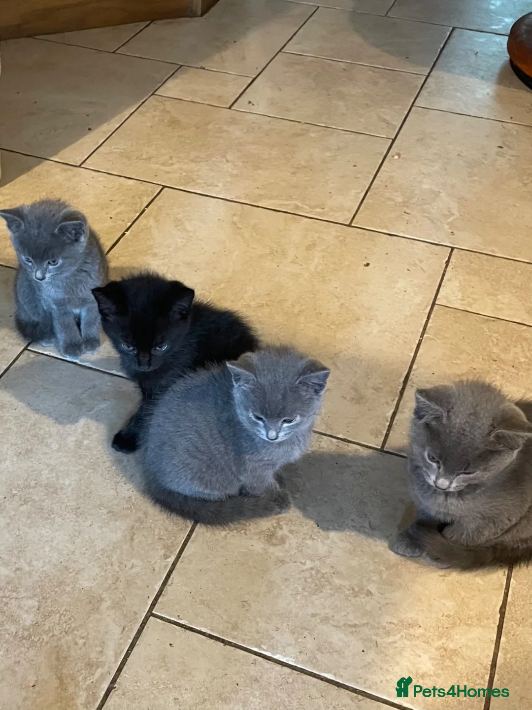 Mixed Breed cats for sale: Grey and Black Kittens - Advert 1