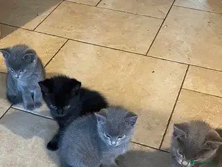 Mixed Breed cats Grey and Black Kittens - Advert 1