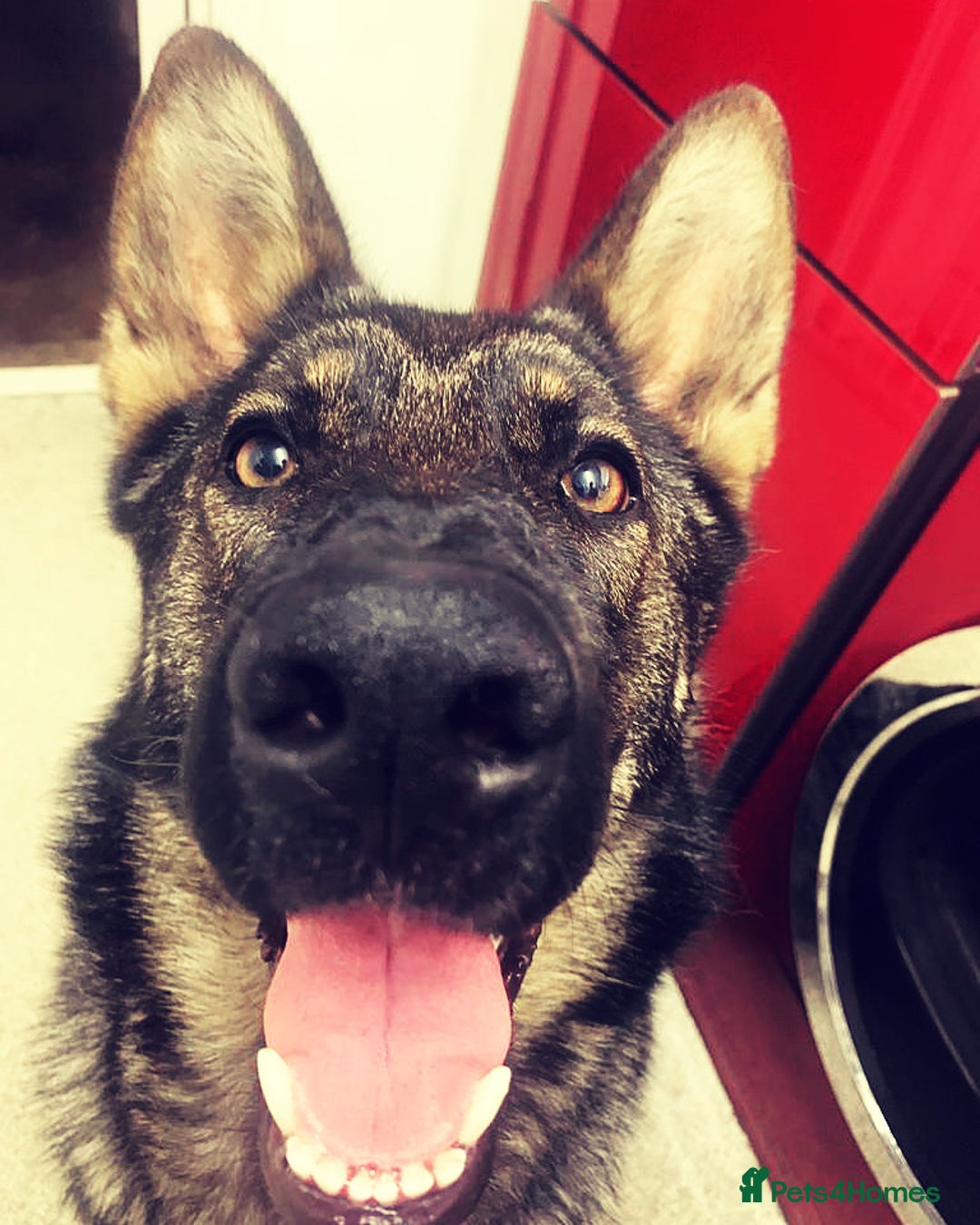 German Shepherd dogs for sale: For sale - Advert 4