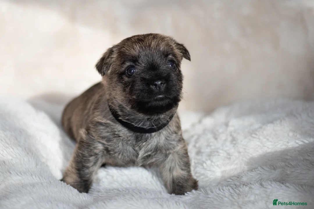 Cairn Terrier dogs for sale: Adorable Cairns “Olivia’s pups” - Advert 2