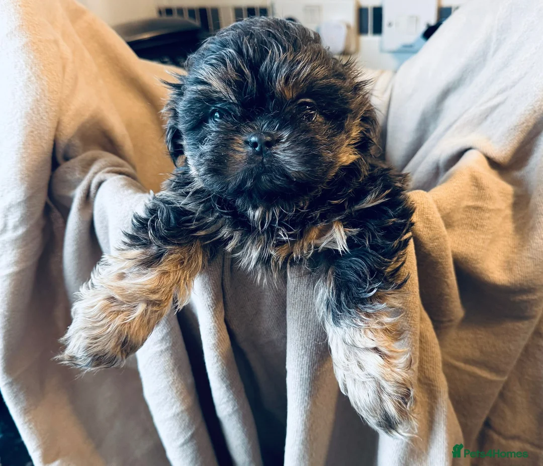 Shih Tzu dogs for sale: Gorgeous, outstanding imperial shih tzu puppies - Advert 14