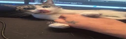 American Shorthair cats for sale: 2 indoor cats - Advert 8