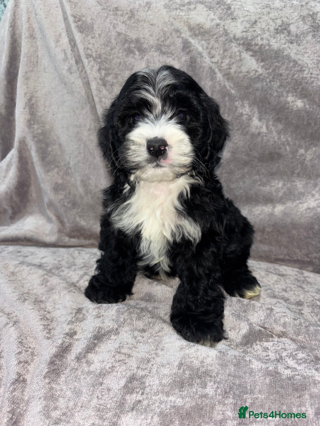 Cockapoo dogs for sale: Gorgeous Cockapoo Puppies  - Advert 15