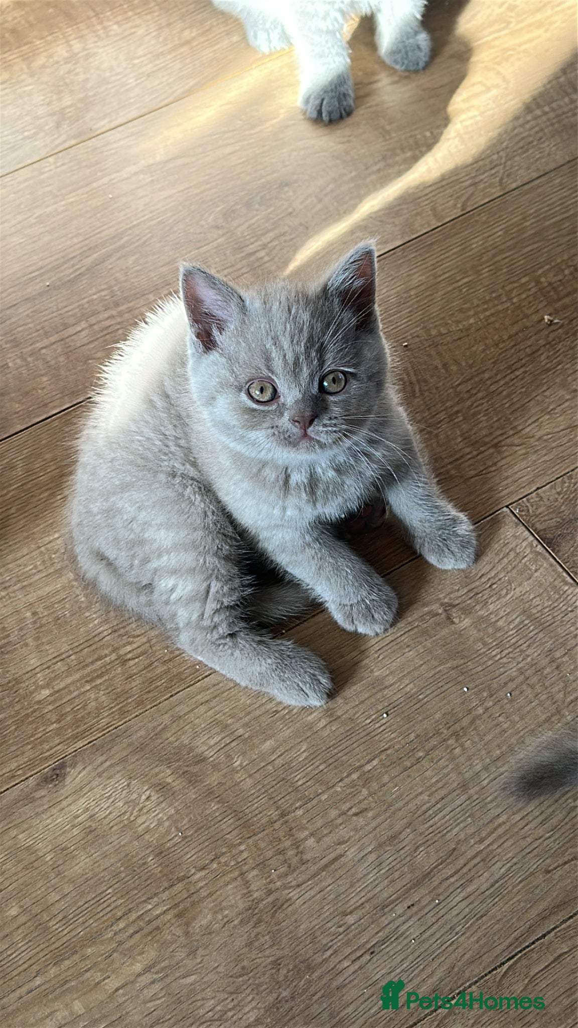 British Shorthair cats GCCF registered Kittens  - Advert 17