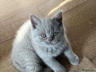 British Shorthair cats GCCF registered Kittens - Advert 17