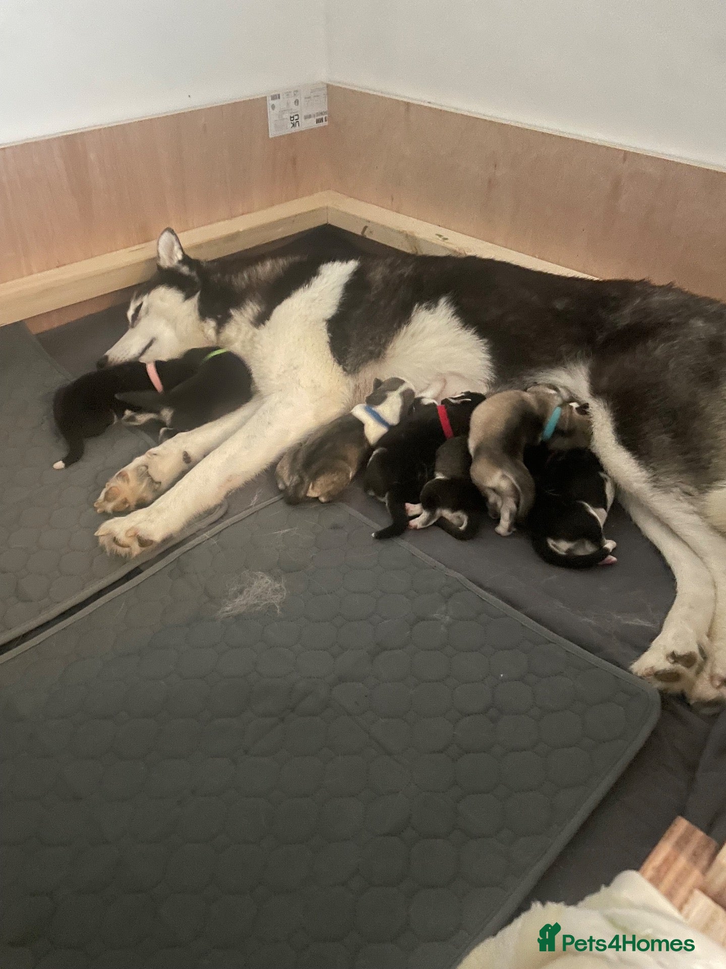 Siberian Husky dogs for sale: Beautiful KC registered Siberian Husky Puppies - Advert 1