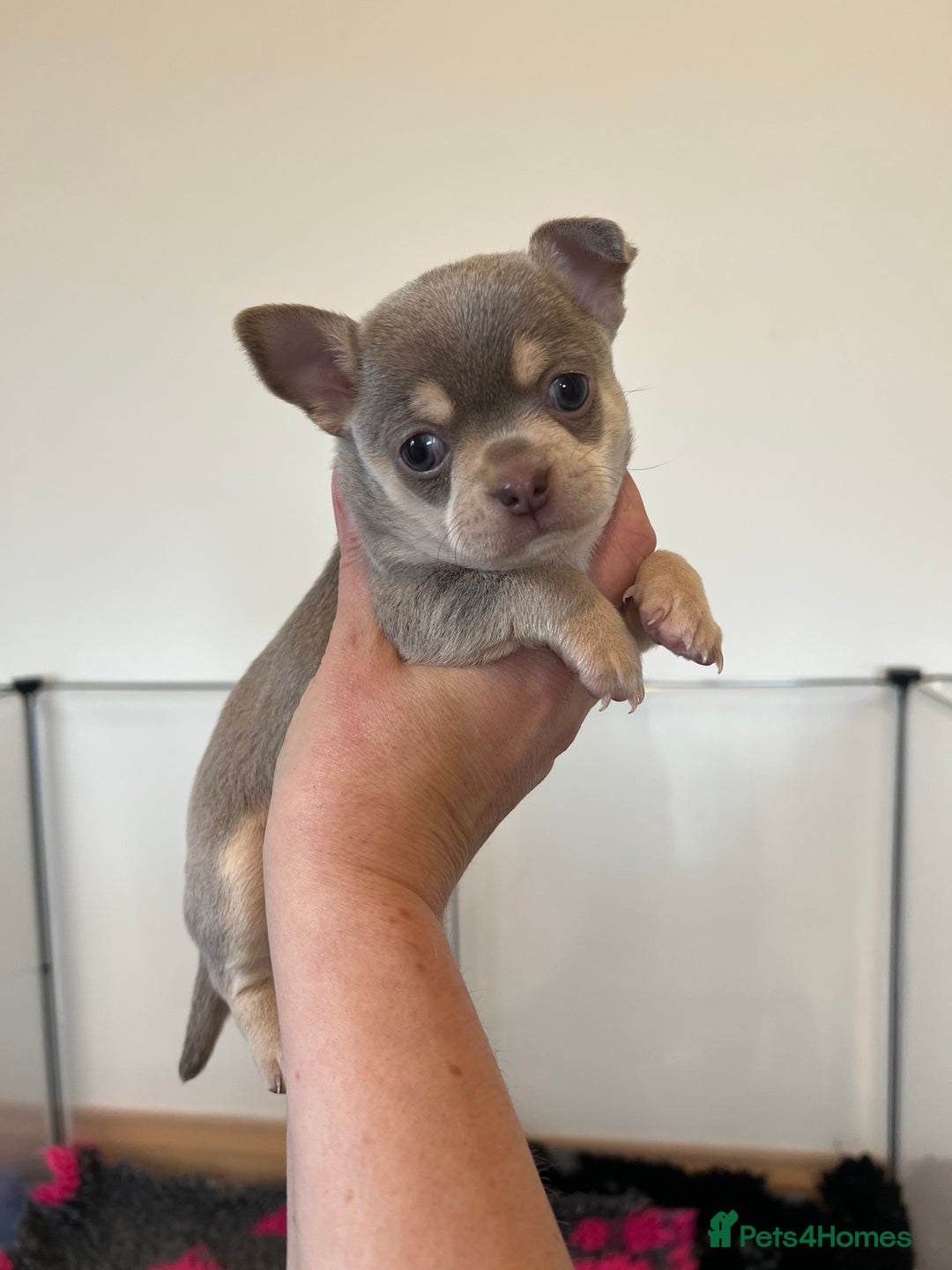 Chihuahua dogs for sale: Kc registered lilac chihuahua boy - Advert 2