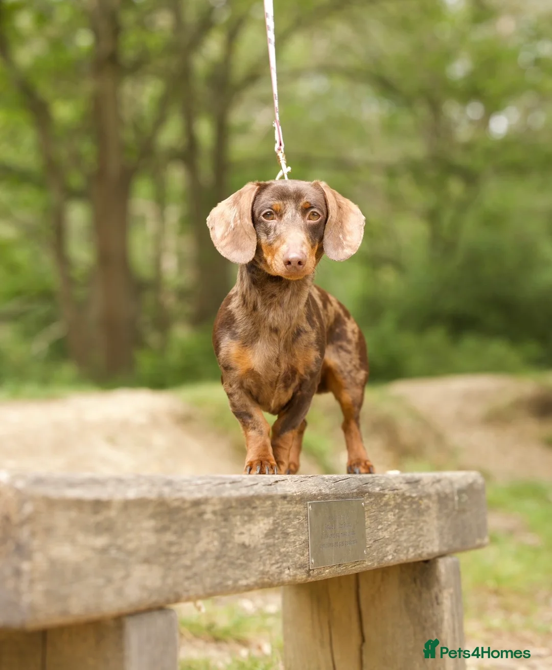 Miniature Dachshund dogs for stud: ROLO chocolate and tan dapple pink and LH carrier  - Advert 1