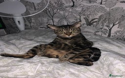 Domestic Shorthair cats for sale: One year old tabby male - Image 4