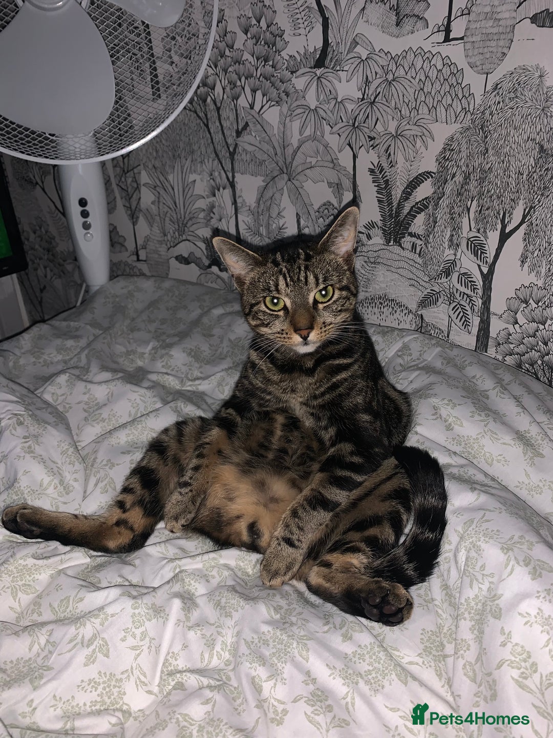 Domestic Shorthair cats for sale: One year old tabby male - Image 4