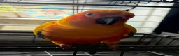 Conures birds for sale: Sun conure - Advert 2