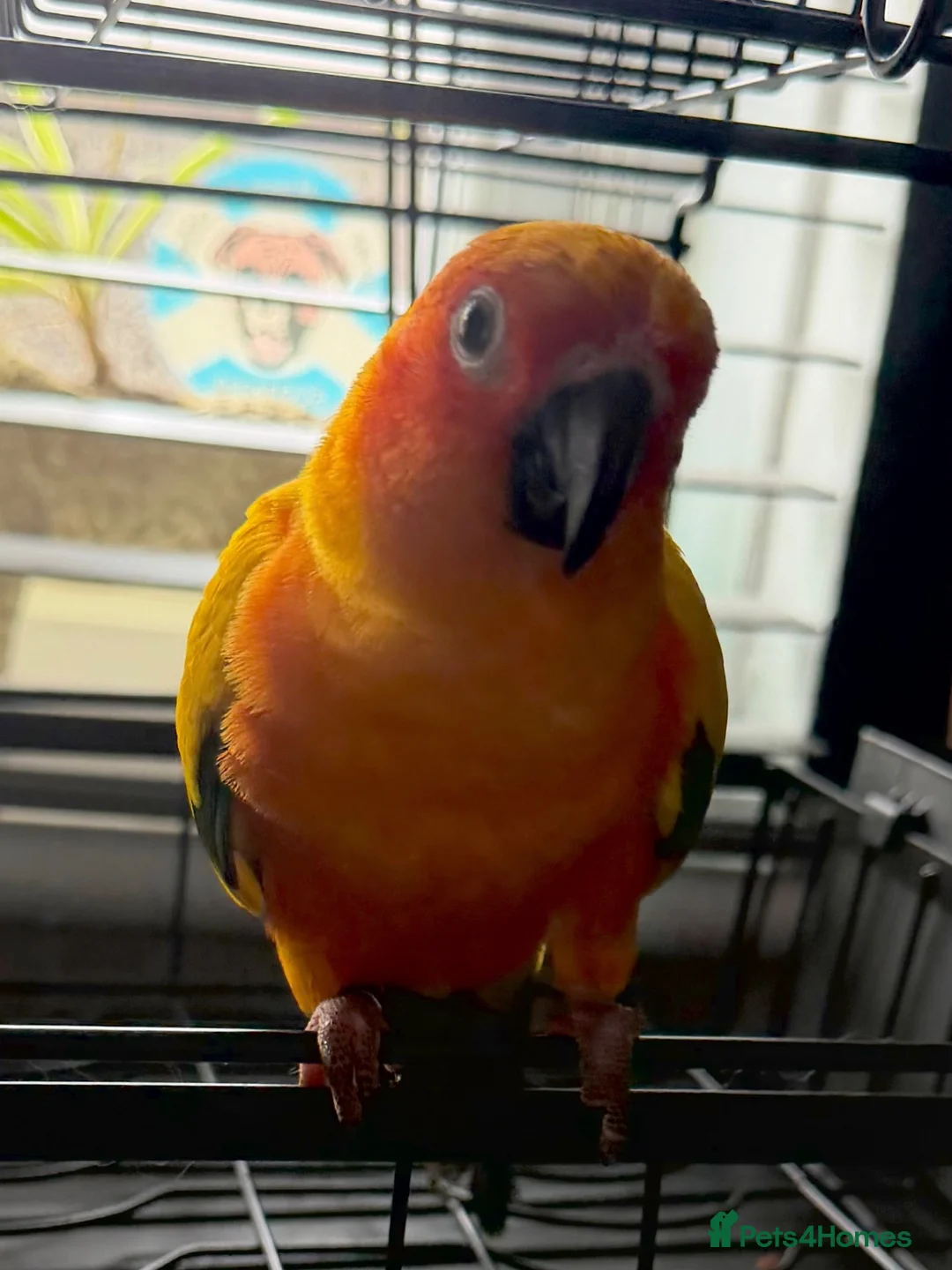 Conures birds for sale: Sun conure - Advert 2