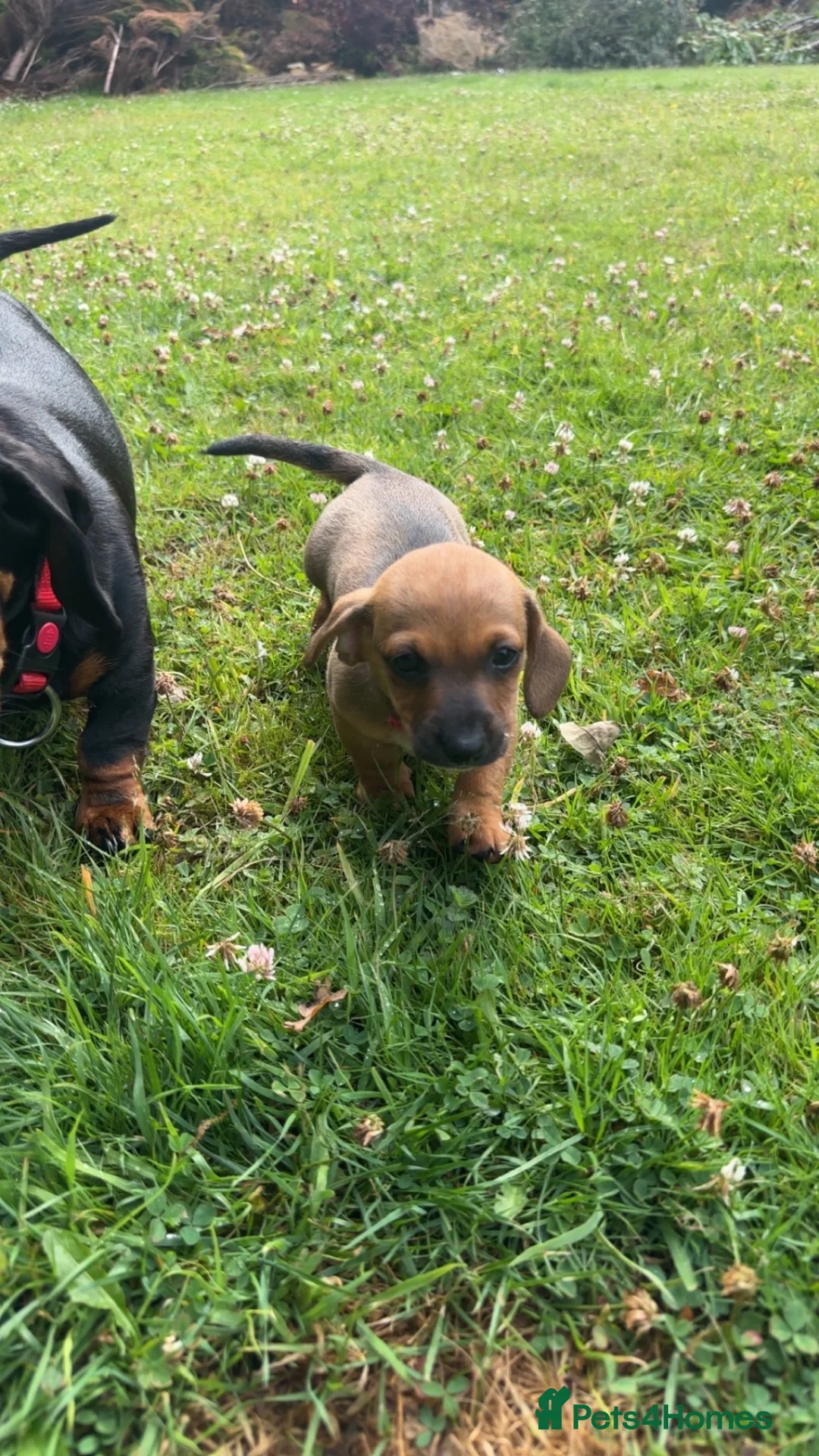 Miniature Dachshund dogs for sale: Miniature dachshund puppy  in Ayr - Advert 2
