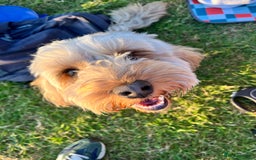 Cockapoo dogs for stud: Proven F1 Cockapoo Stud – Health Tested & Kind - Image 2