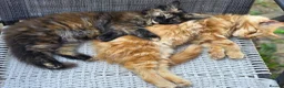 Maine Coon cats for sale: Maine Coon Kittens  in Bridgwater - Advert 1
