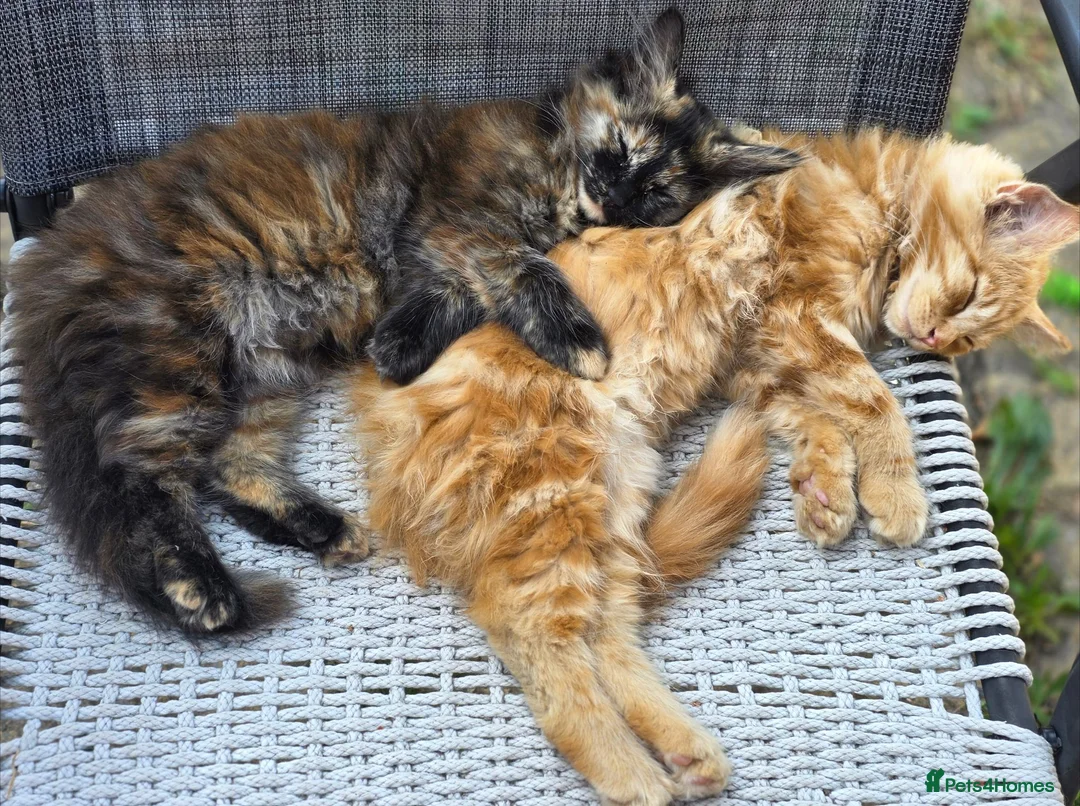 Maine Coon cats for sale: Maine Coon Kittens  in Bridgwater - Advert 1