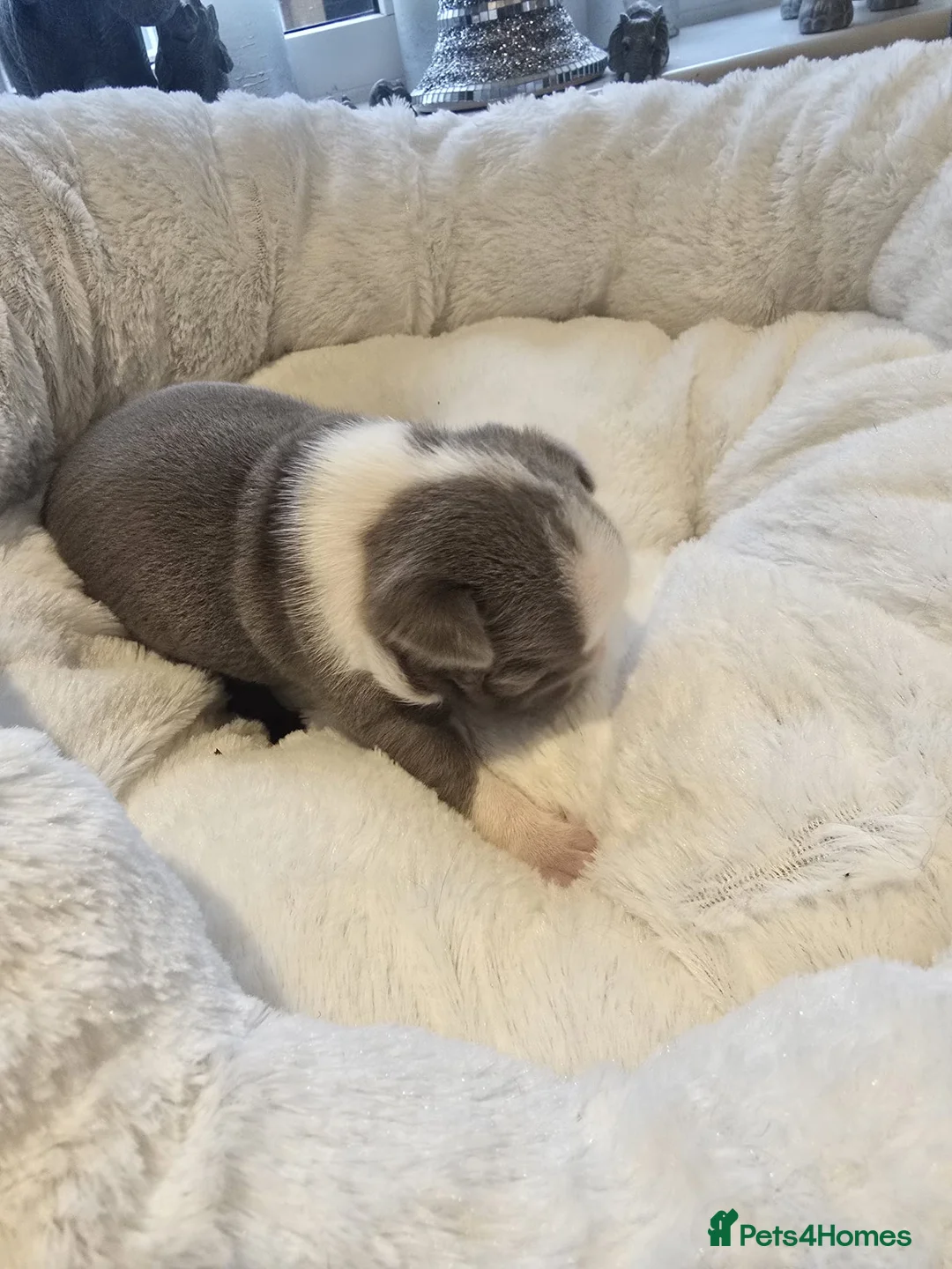 Boston Terrier dogs for sale: BEAUTIFUL BOSTON TERRIER PUPS  - Advert 7