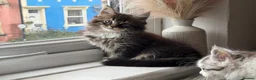 Maine Coon cats for sale: Beautiful half Maine coon kittens available  - Advert 7