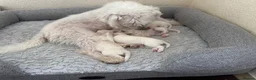 Bichon Frise dogs for sale: Bichon Frise puppy!!! 🐶🏡 - Advert 1