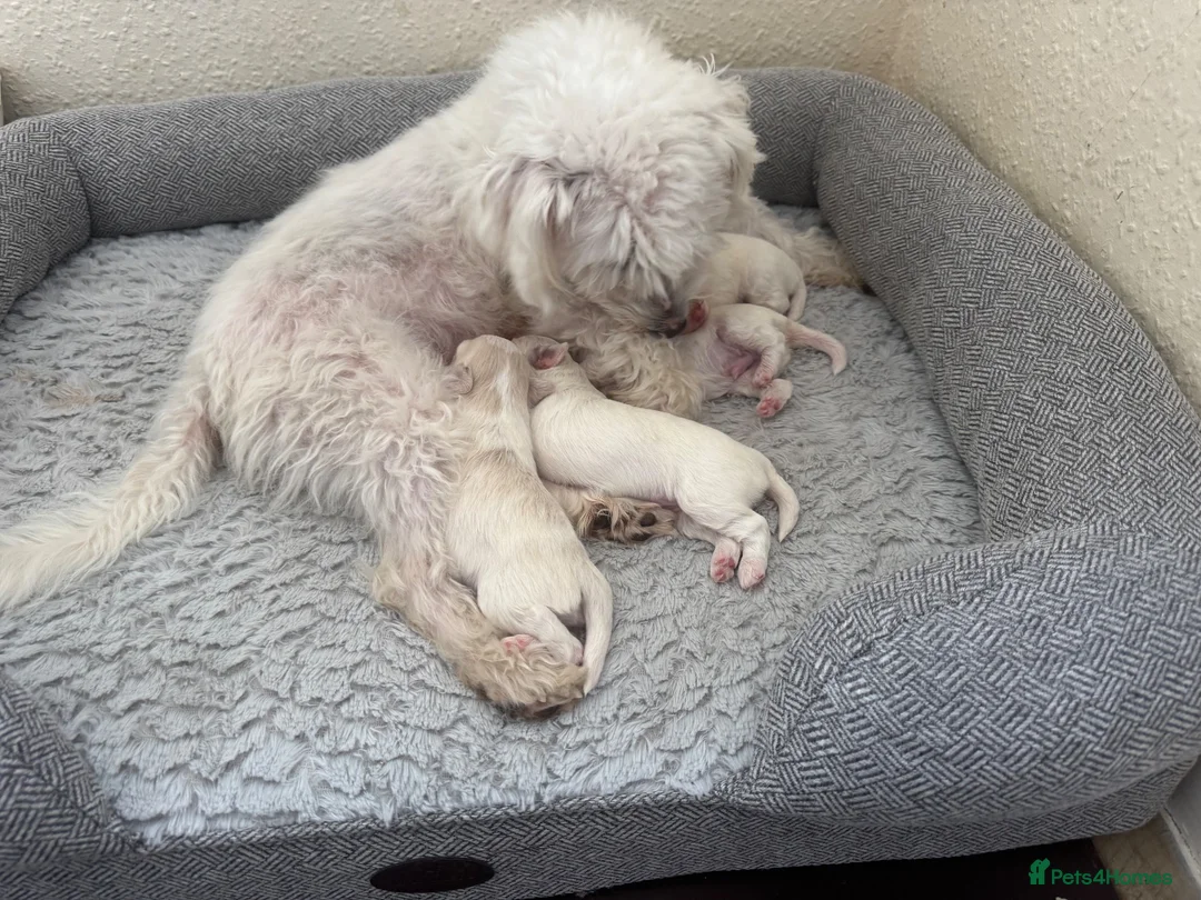 Bichon Frise dogs for sale: Bichon Frise puppy!!! 🐶🏡 - Advert 1