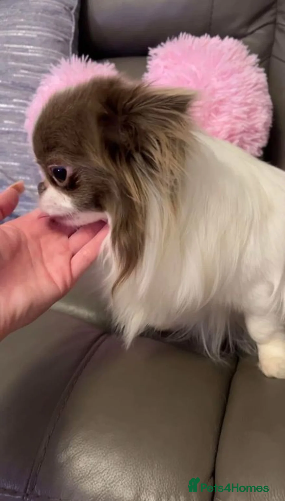 Chihuahua dogs for stud: Very handsome K.C Reg Russian Stud Boy Chihuahua in Dagenham - Advert 2