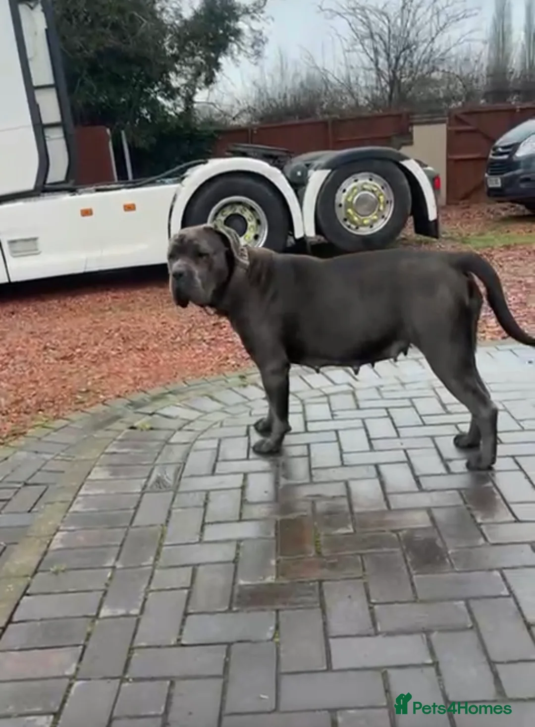 Mixed Breed dogs for adoption: Cane corso cross puppies - Advert 23