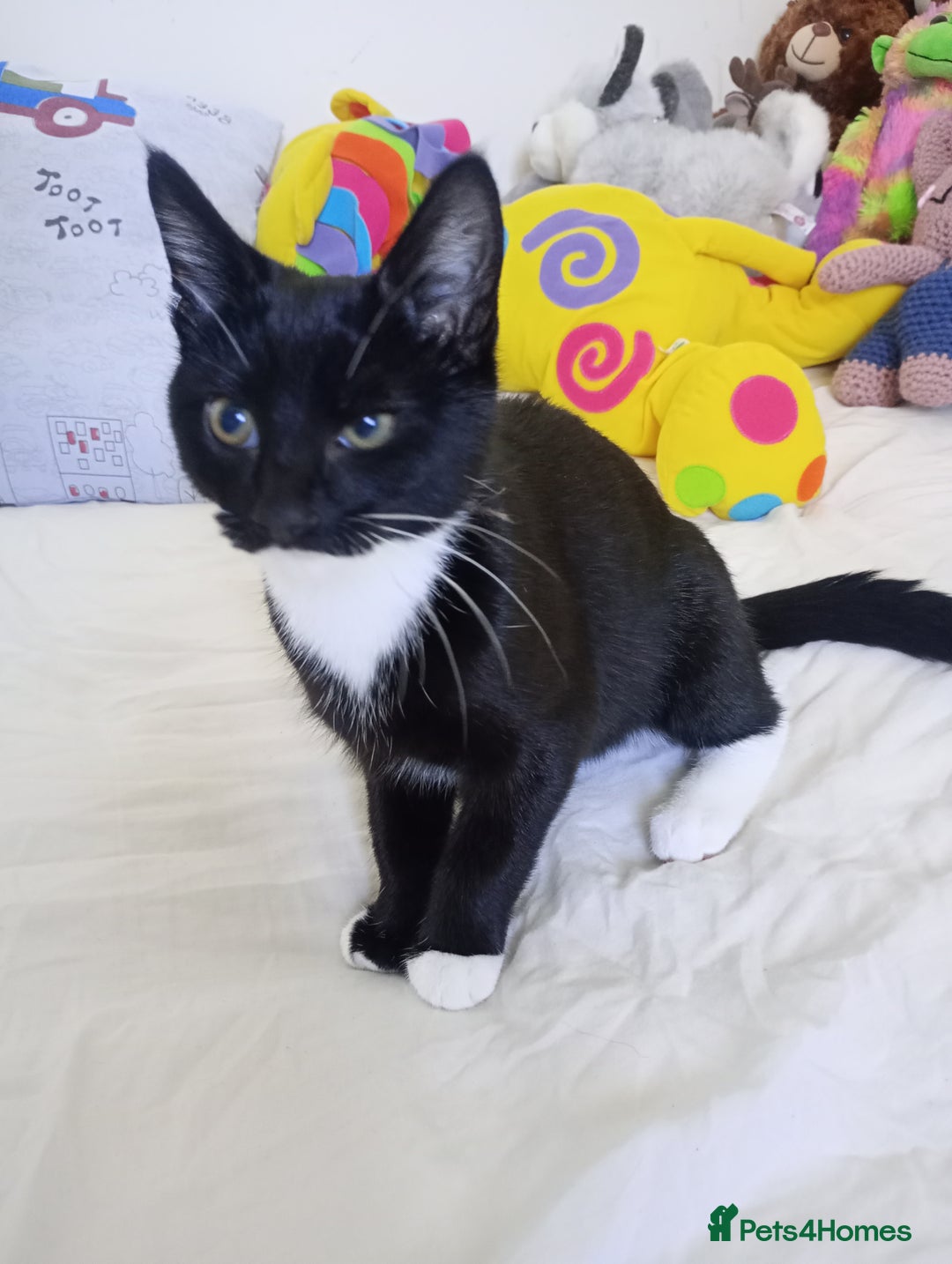 Mixed Breed cats for sale: Loki  - Advert 4