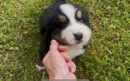 Bernese Mountain Dog dogs for sale: KC Reg Bernese Mountain Dog Puppies - Image 17
