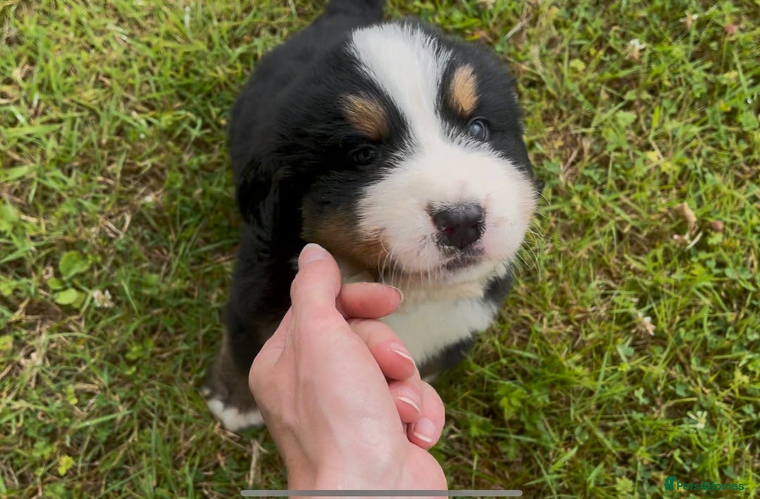Bernese Mountain Dog dogs for sale: KC Reg Bernese Mountain Dog Puppies - Image 17