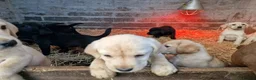 Labrador Retriever dogs for sale: 13 REALLY BEAUTIFUL LABRADOR PUPPIES  - Advert 11