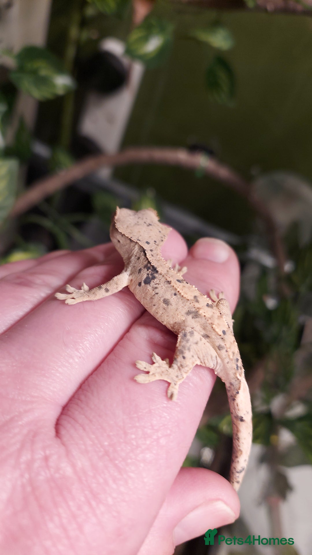 Gecko reptiles for sale: Crested geckos various ages mostly Dalmatians  - Advert 3