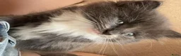 Turkish Angora cats for sale: 3 beautiful kittens angora mixed breed  - Advert 9