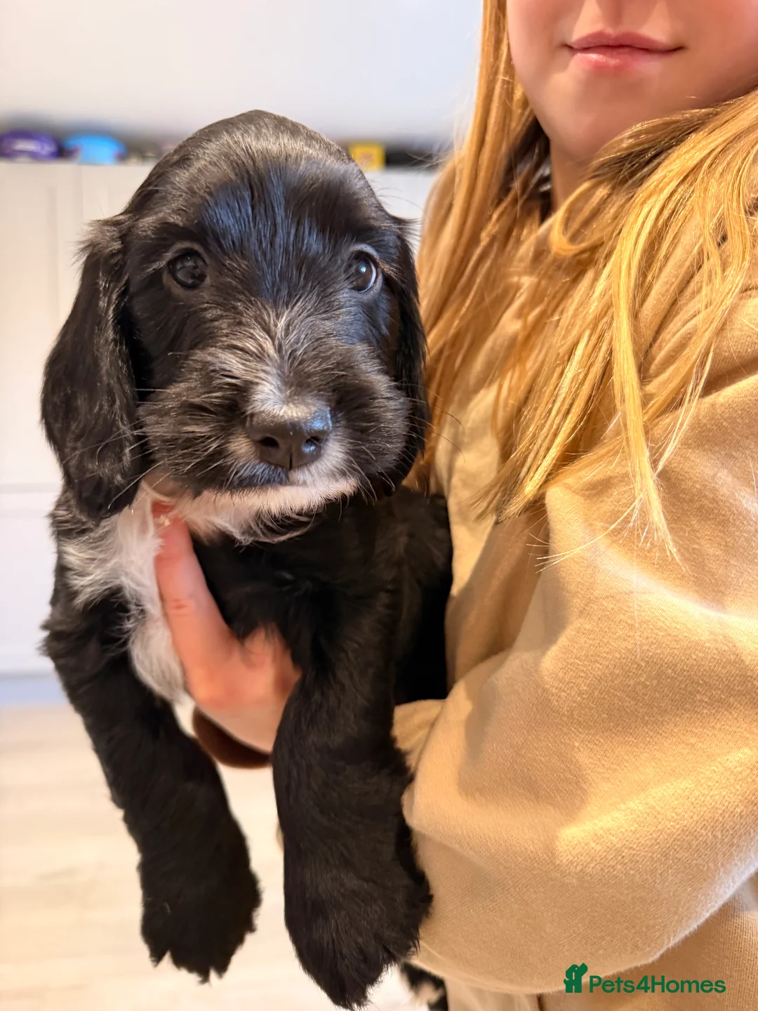 Mixed Breed dogs for sale: Cockapoo x English Springer Spaniel  in Holmfirth - Advert 22