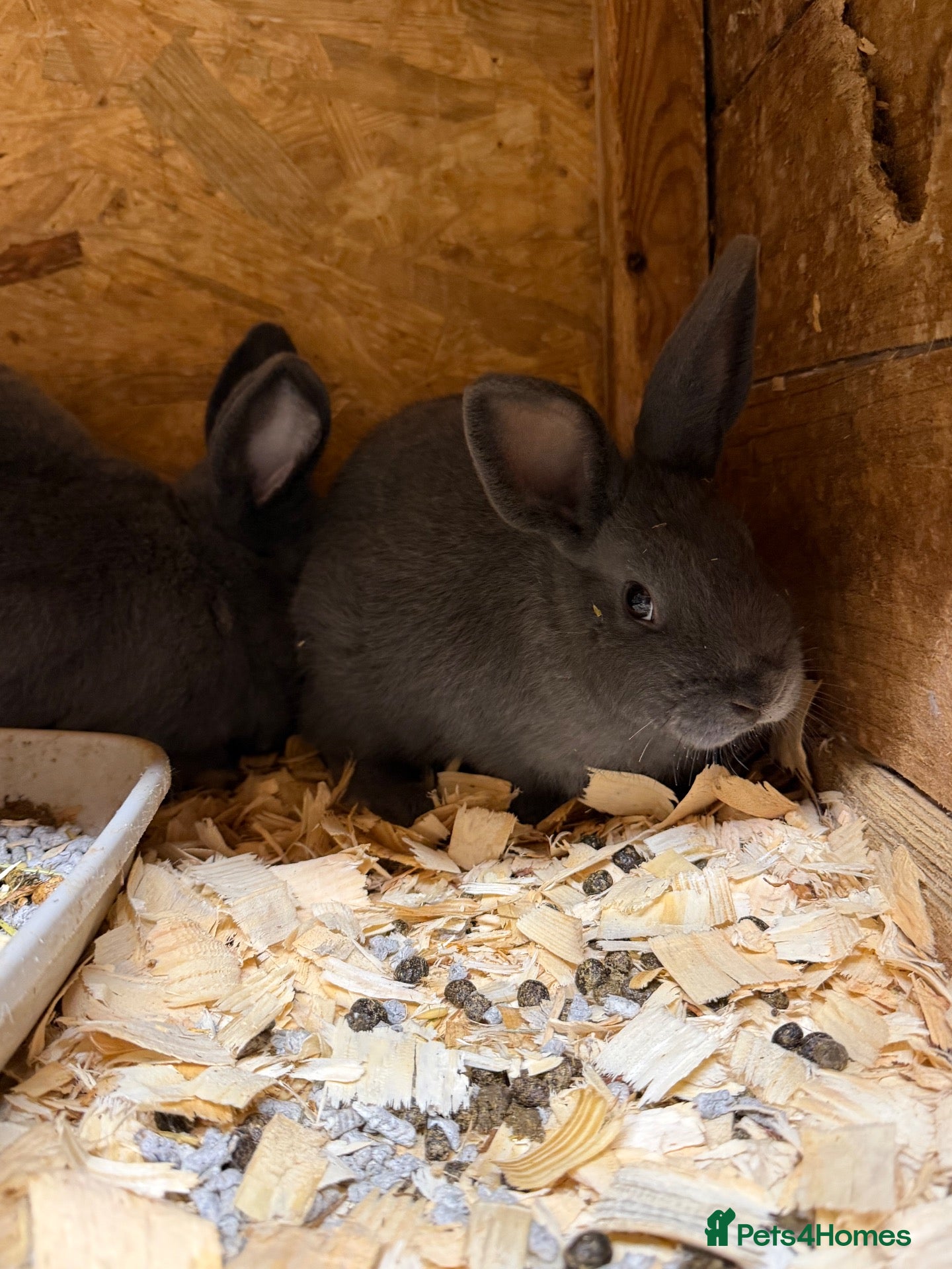Mixed Breed rabbits for sale:  Rare Breed Velvet Blue Holicer - Advert 1