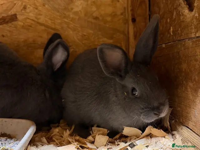 Mixed Breed rabbits for sale: Rare Breed Velvet Blue Holicer - Advert 1