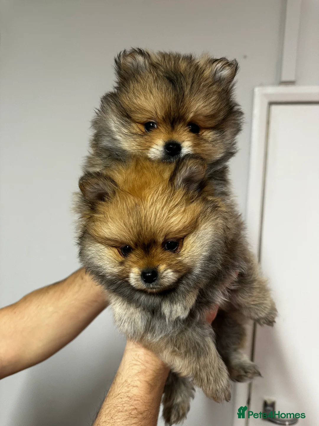 Pomeranian dogs for sale: GORGEOUS POMERANIAN PUPPIES!! 🐶🐶🐶 - Advert 3