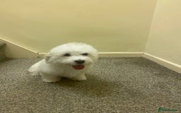 Maltese dogs for sale: Purebred Maltese Puppies  - Image 9