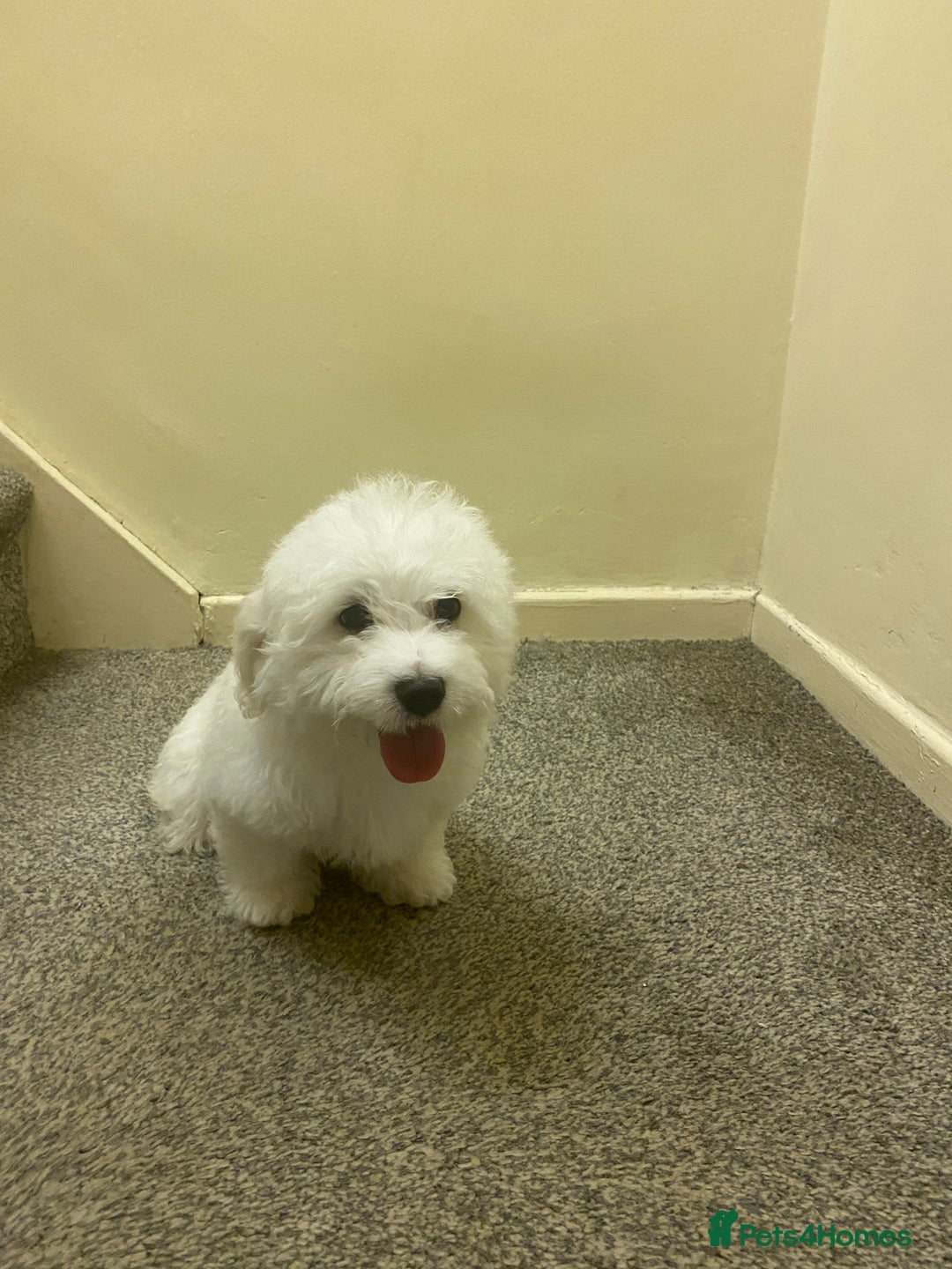 Maltese dogs for sale: Purebred Maltese Puppies  - Image 9