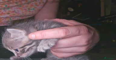 Bengal cats - Advert 11