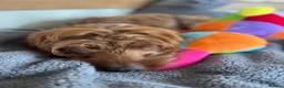 Cockapoo dogs for sale: Beautiful Cockerpoo F1, exceptionally friendly 🐾 - Advert 7