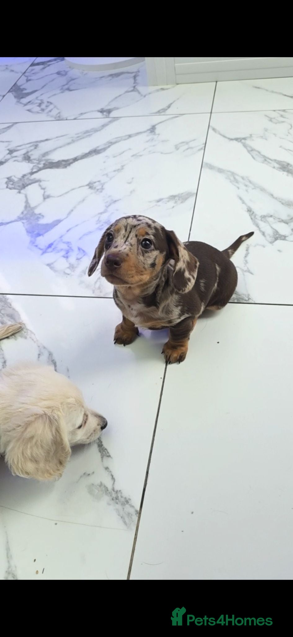 Miniature Dachshund dogs Chocolate dapple miniature Dachshund  - Advert 6