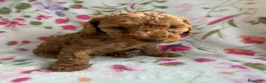 Cockapoo 2