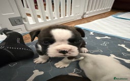 Boxer dogs for sale: Boxer puppies  - Image 10