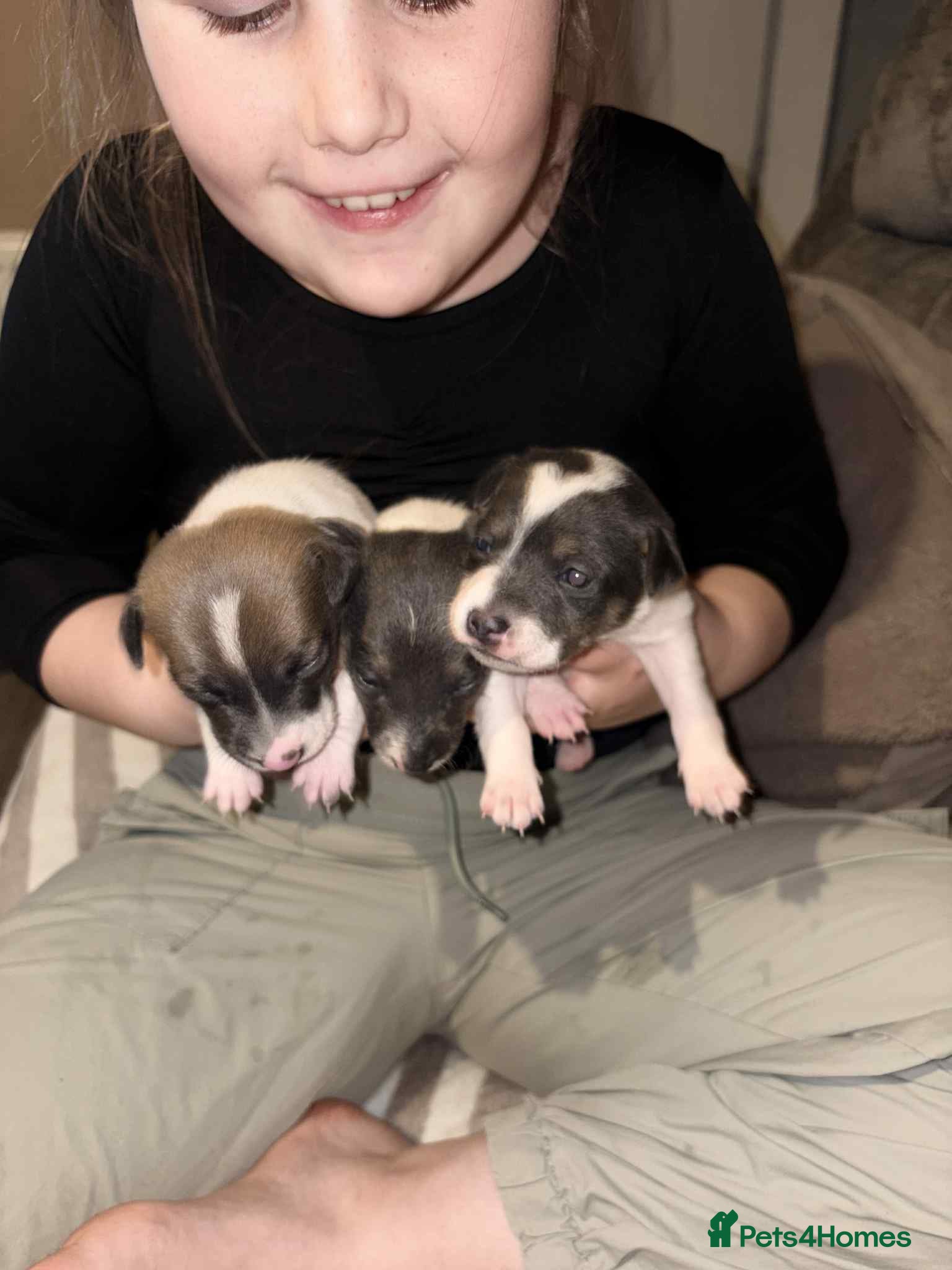Jack Russell dogs Black,White,blue,red tri jack Russell pups  - Advert 2