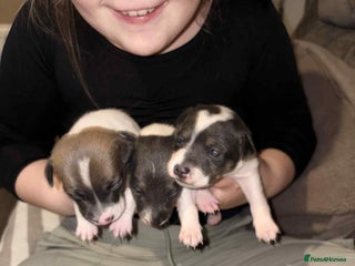Jack Russell dogs Black,White,blue,red tri jack Russell pups - Advert 4