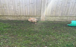 Mini Lop rabbits for sale: 2 x bonded mini male lops - Image 7